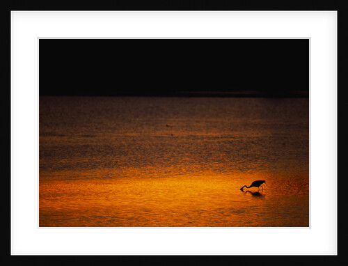 Heron Feeding at Sunset by Anonymous