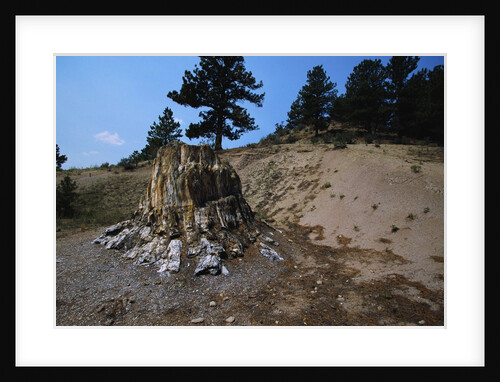 Petrified Redwood in Florissant Fossil Beds National Monument by Anonymous