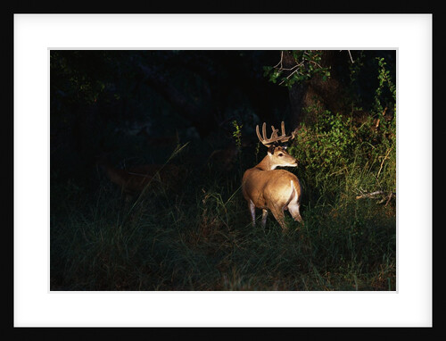 White-Tailed Deer by Anonymous
