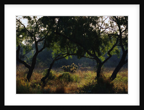 White-Tailed Deer and Trees by Anonymous