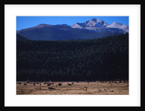 Elk Herd near Long's Peak by Anonymous