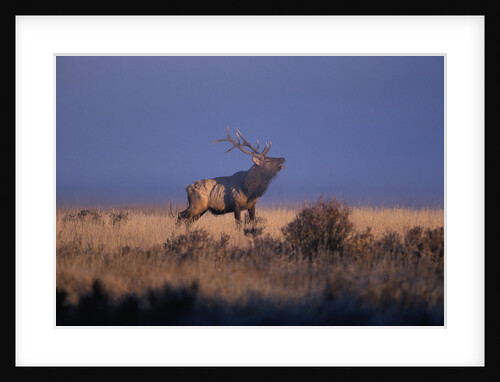 Bull Elk Calling by Anonymous