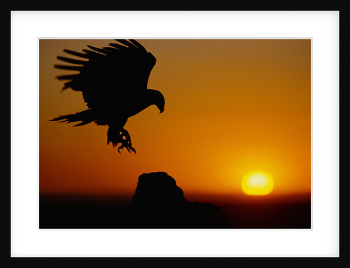 Golden Eagle at Sunset by Anonymous