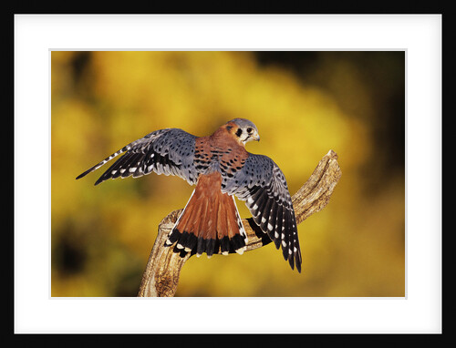 American Kestrel by Anonymous