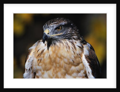 Ferruginous Hawk by Anonymous