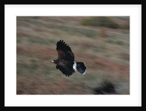 Harris' Hawk in Flight by Anonymous