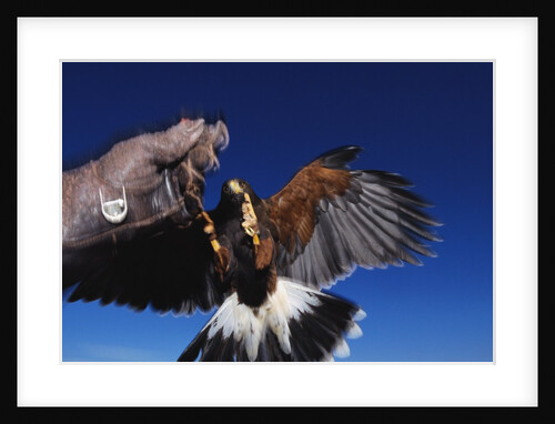 Harris' Hawk Returning to Falconer by Anonymous