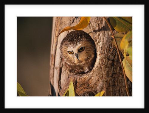 Saw-Whet Owl in Aspen Tree by Anonymous