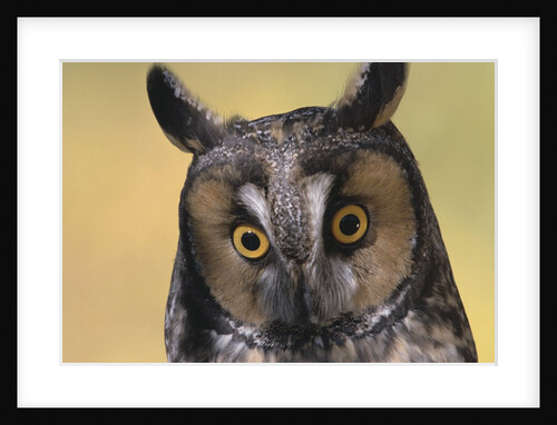 Long-Eared Owl by Anonymous
