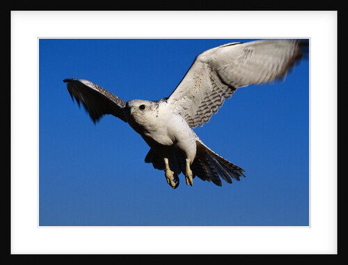 Gyrfalcon Landing by Anonymous
