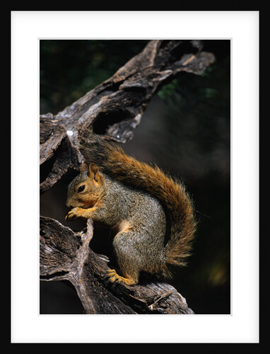 Fox Squirrel Feeding by Anonymous