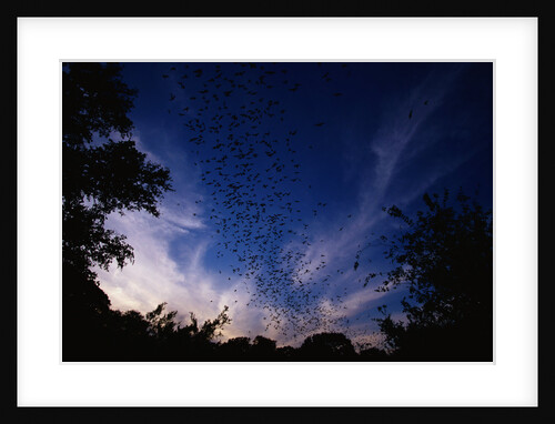 Mexican Freetail Bats near Bracken Cave by Anonymous
