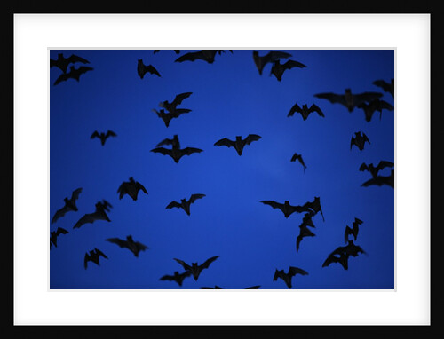 Mexican Freetail Bats near Bracken Cave by Anonymous