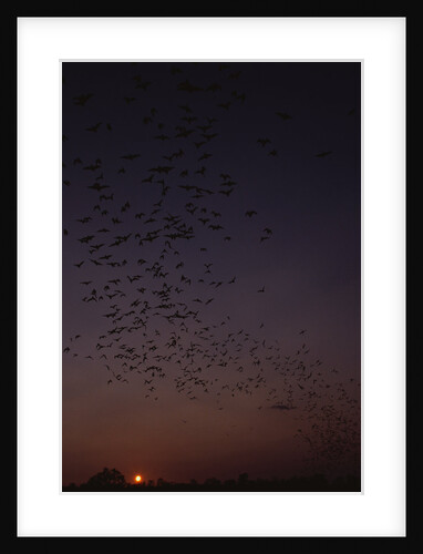 Mexican Freetail Bats at Night by Anonymous