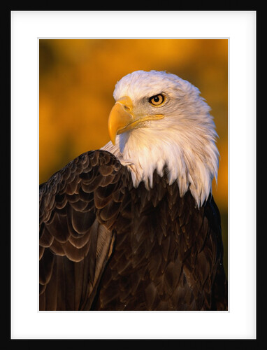 Bald Eagle by Anonymous