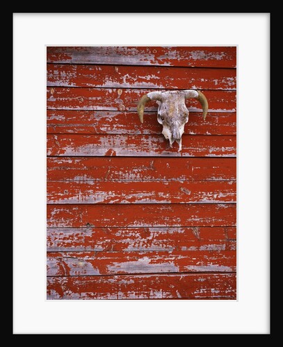 Steer Skull Hanging on a Barn Wall by Anonymous