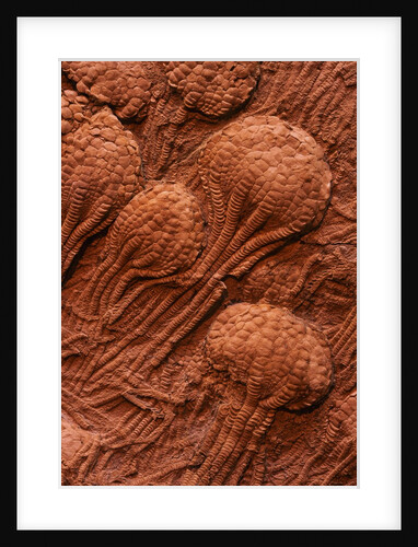 Crinoid Fossils by Anonymous