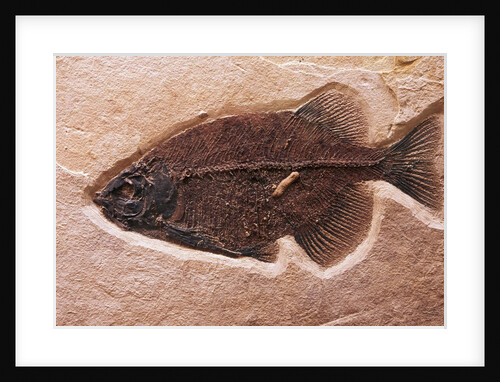 Fish Fossil by Anonymous