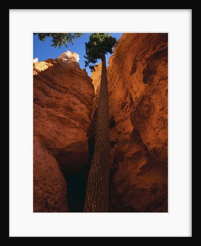 Douglas Fir in Bryce Canyon by Anonymous