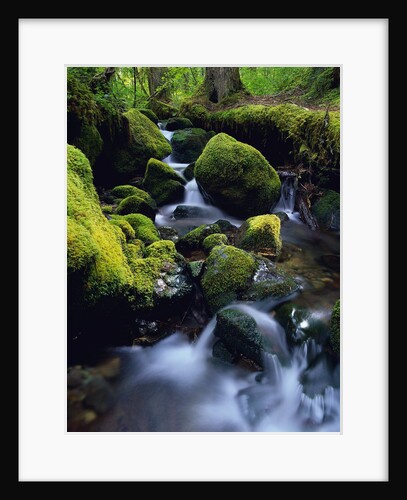 Forest Stream by Anonymous