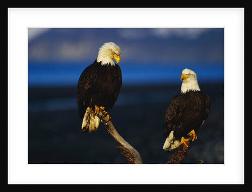 Bald Eagles Perched on a Snag by Anonymous