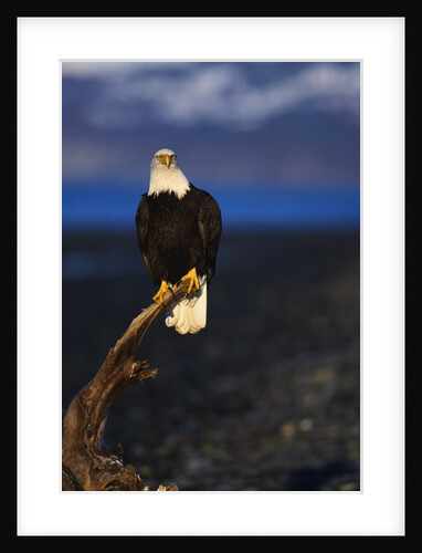 Bald Eagle Perched on a Tree by Anonymous
