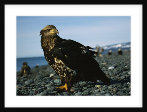 Juvenile Bald Eagle by Anonymous