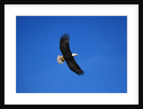 Bald Eagle Flying by Anonymous