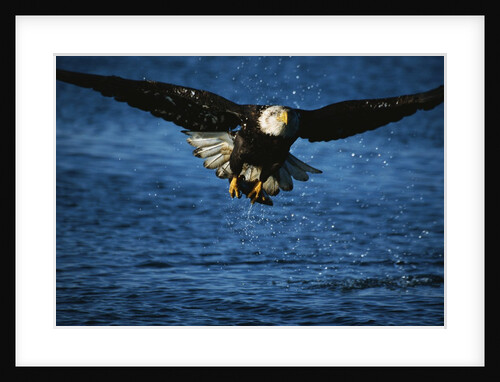 Bald Eagle with Fish in Talons by Anonymous