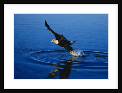 Bald Eagle Catching a Fish by Anonymous