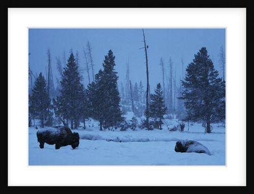 Bison in Snow by Anonymous