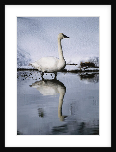 Trumpeter Swan in Shallow Water by Anonymous