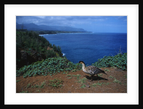 Nene Goose Walking Along the Coast by Anonymous