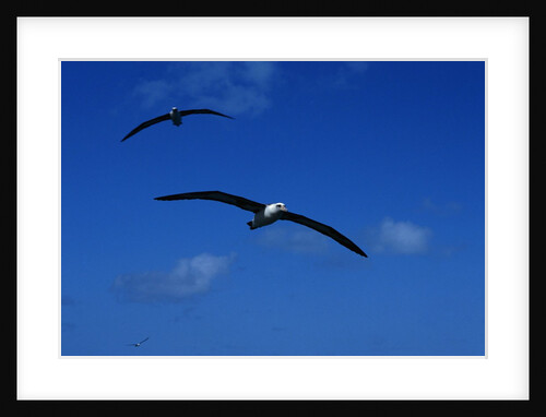 Laysan Albatross Flying by Anonymous