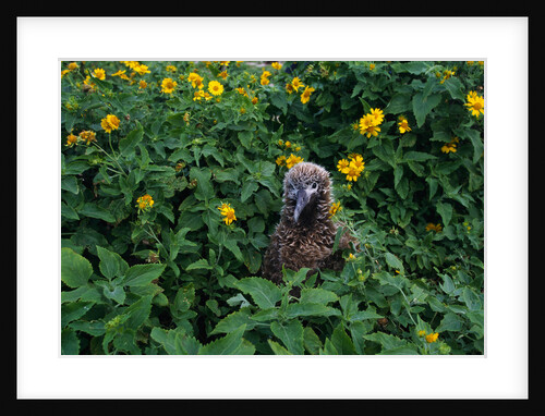 Laysan Albatross Chick by Anonymous