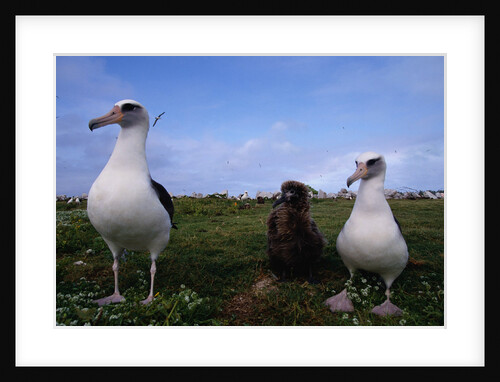 Nesting Pair Laysan Albatross Standing with a Chick by Anonymous