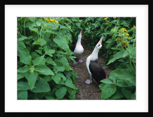 Laysan Albatross Courting by Anonymous