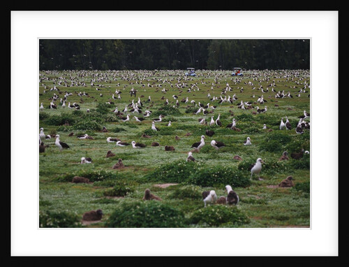 Laysan Albatross Nesting Grounds by Anonymous