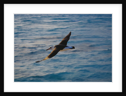 Laysan Albatross Flying by Anonymous