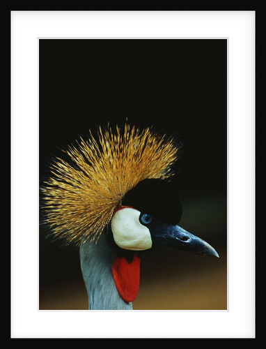 Crowned Crane Profile by Anonymous