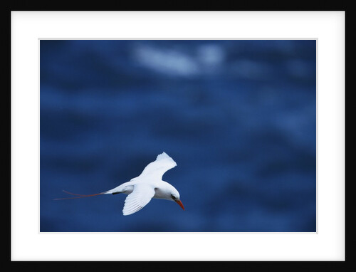 Red-Tailed Tropicbird Flying by Anonymous