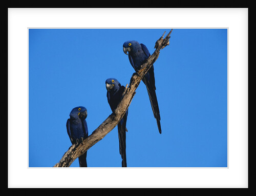 Hyacinth Macaws Sitting on a Branch by Anonymous