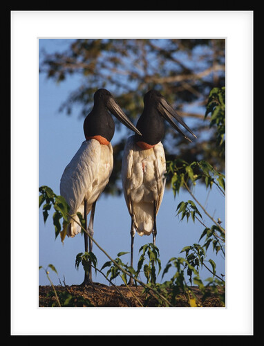 Jabiru Storks by Anonymous