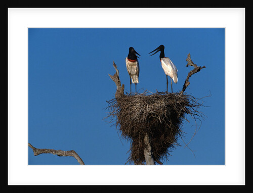 Jabiru Storks Standing on a Nest by Anonymous