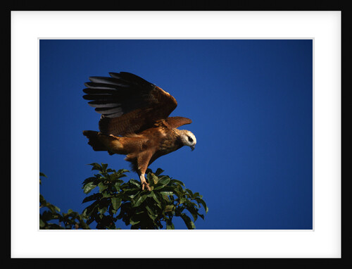 Black-Collared Hawk by Anonymous