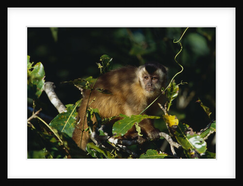 Black-Capped Capuchin by Anonymous