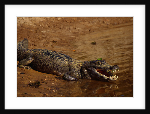 Black Caiman Sunbathing by Anonymous