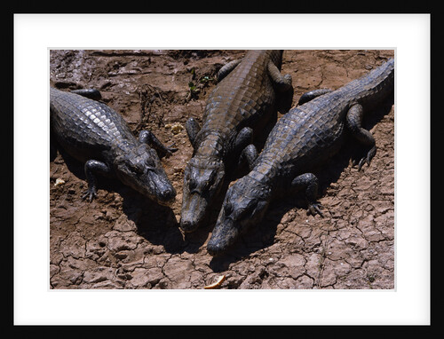 Black Caimans Sunbathing by Anonymous
