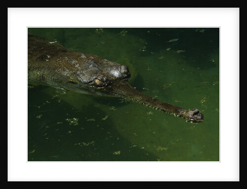 Gavial at a Gator Farm by Anonymous