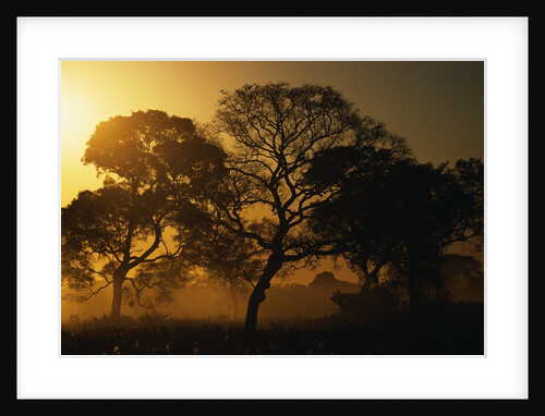 Tree Silhouettes by Anonymous